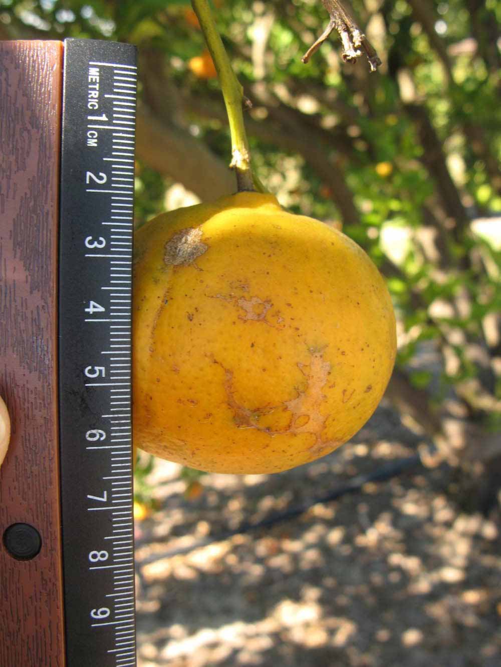              Fruit (Winter Haven, FL)       